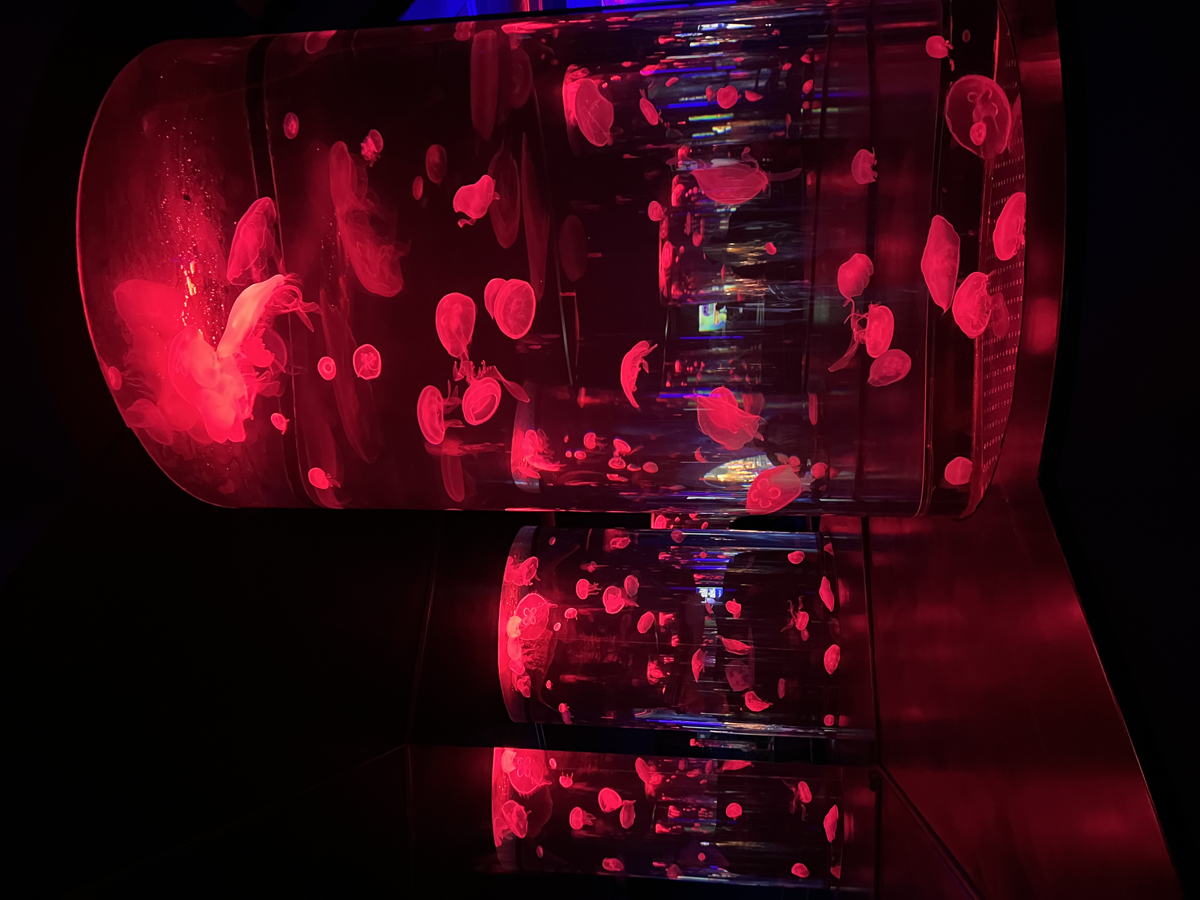 ./2024/10 - Myrtle Beach/IMG_3168.jpg